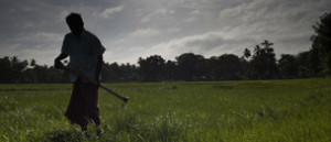 Man in field