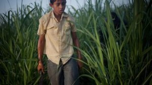 Boy in sugar cane fields, Nicaragua