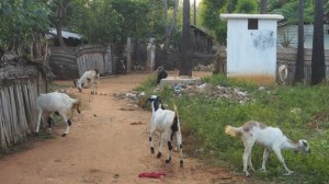 Living conditions at the Konapalam camp Sri Lanka's Jaffna district