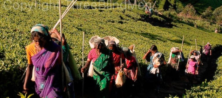 Estate Workers: Deprived Working Community In Sri Lanka
