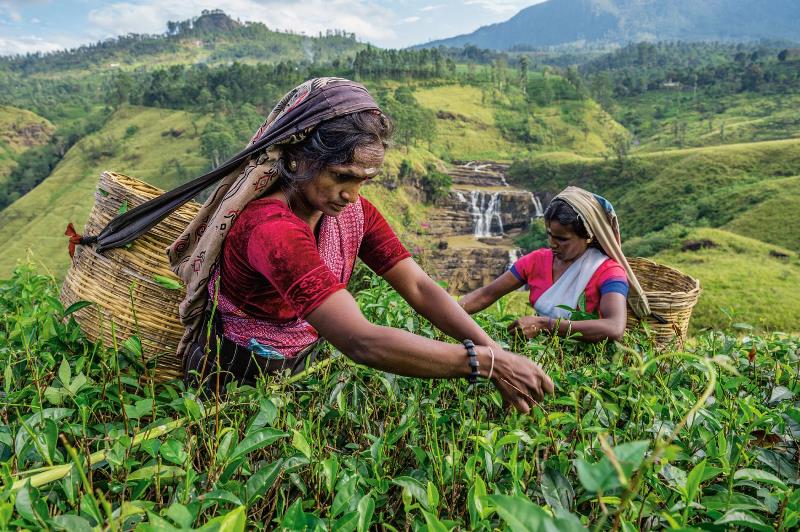 . A few miles west of the town, women pick tea near St. Clair Falls, known as the Little Niagara of Sri Lanka. A major source of foreign currency, tea exports bring at least $1.5 billion a year to the economy.  