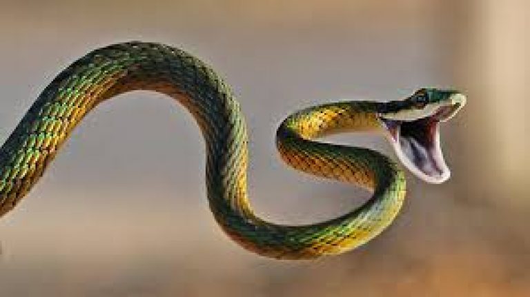 Torture by Sri Lanka IGP: if you are bitten by a cobra there is hardly any cure”