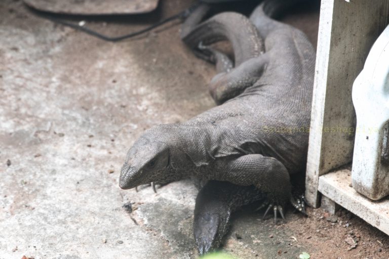 Sex In Sri Lanka: Have a nice big carpet and sweep everything under it