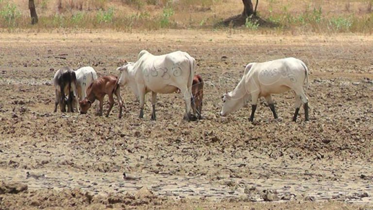 Over 600,000 people affected by drought in northern Sri Lanka