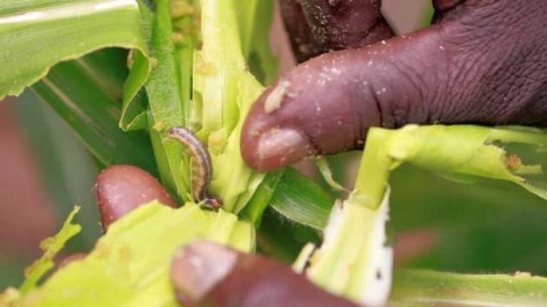 Coordinated Global Action Is the Best Way to Control the Fall Armyworm Pest