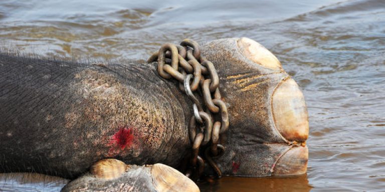 SriLanka: This Elephant Screamed Out in Pain, But They Continued to Beat Him