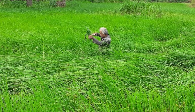 What Sri Lanka needs is not banning chemical fertilisers but a second green revolution – W.A. Wijewardena