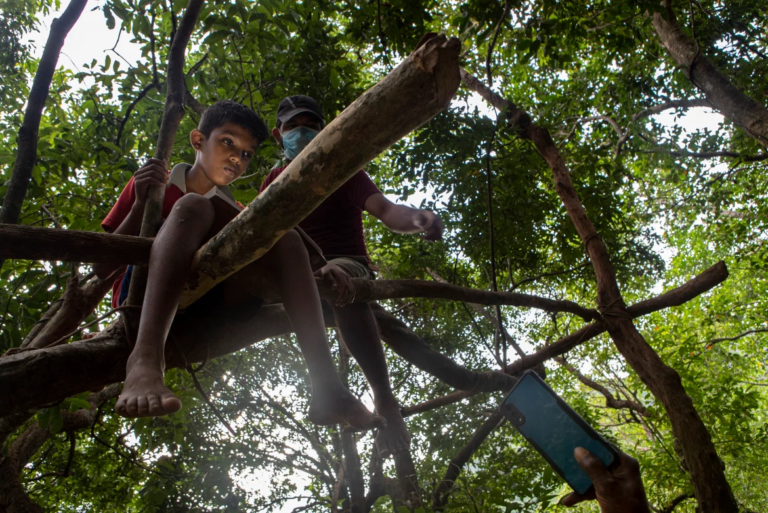 Photo Essay: Sri Lankan children make a dangerous climb for online school