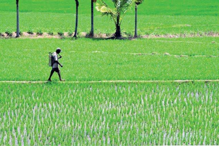 Sri Lanka Govt.’s fertiliser policy: Will economy face a double whammy? –  A. Hettiarachchi