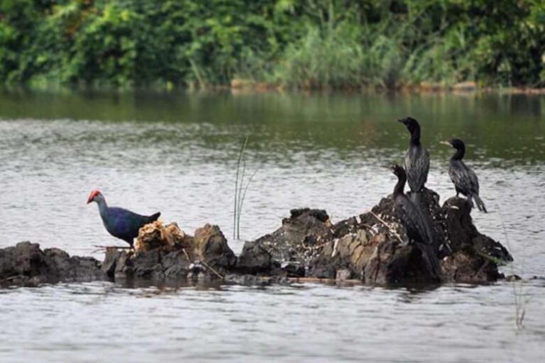 Cardinal takes wetlands case to Sri Lanka’s top court
