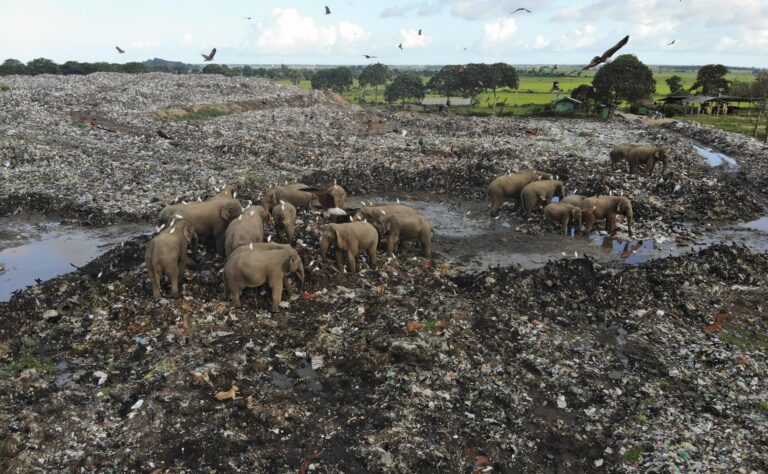 Elephants dying from eating plastic waste in Sri Lankan dump – Achala Pussalla