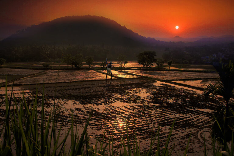 Sri Lanka to pay $200m compensation for failed organic farm drive