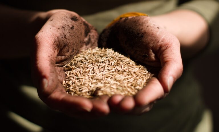 Sri Lanka: Acute food insecurity has risen dramatically & expected to continue deteriorating – FAO/WFP report