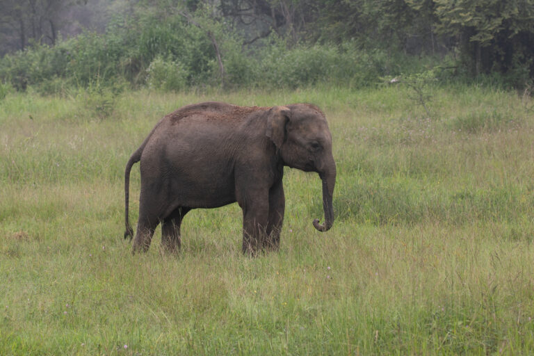 Sri Lanka reports nearly 400 elephant deaths this year
