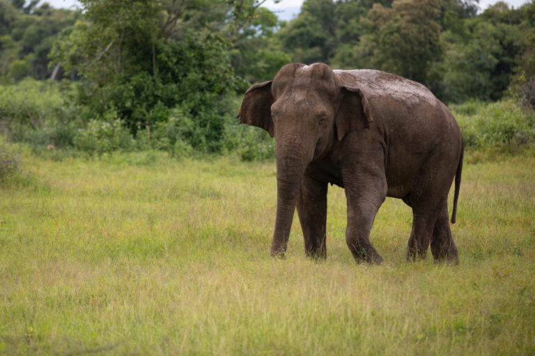 Elephant deaths on the rise in Sri Lanka. 433 died 2022!