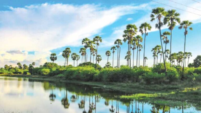 Amongst the palmyrahs: The delusion of two tales (A Southerner’s journey into  North )