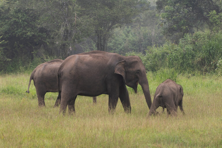 An elephant dies everyday in Sri Lanka: 151 deaths reported in the first 4 months