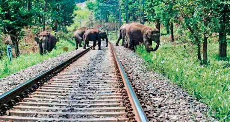Sri Lanka: The killing field of elephants?