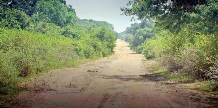 Would saner counsel prevail? Proposed illegal bus route via Wilpattu National Park in Sri Lanka
