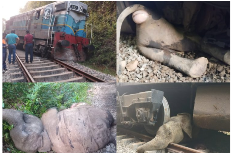Sri Lanka: A wild elephant is worth $11 million to the country & six of them killed by a train last night