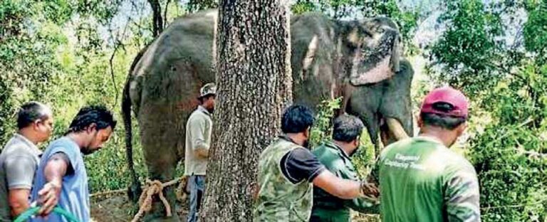 The NPP government’s callous disregard for the environment, its elephants, and those who defend them.