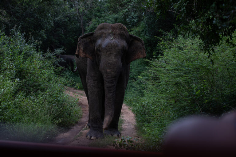 A Realistic  Plan To Curb Rising Human-Elephant Conflict & Deaths