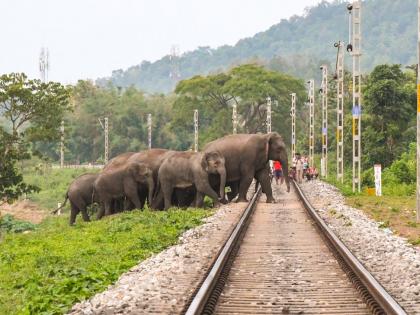 elephant-killed-in-train-accident-sri-lanka_202502879218
