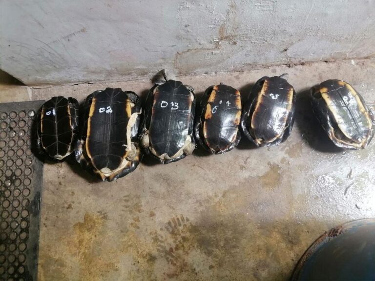 Multi-millionaire custodian of Sacred Bo Tree arrested with wild animal meat, tortoises