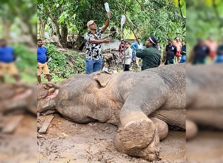 Student Who Filmed Elephant Abuse Alleges Injustice, Raises Concerns Over Free Expression