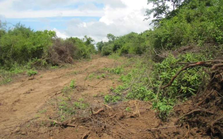 Supreme Court Orders Nakolagane Chief Monk to Fund Replanting of 1,500 Acres; DG Wildlife Reprimanded